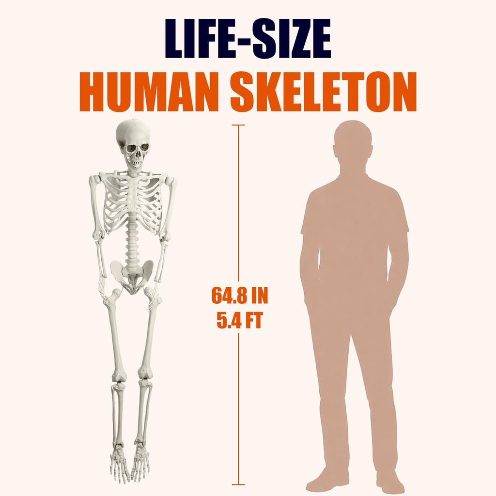 Life Size Full Body Skeleton W5074