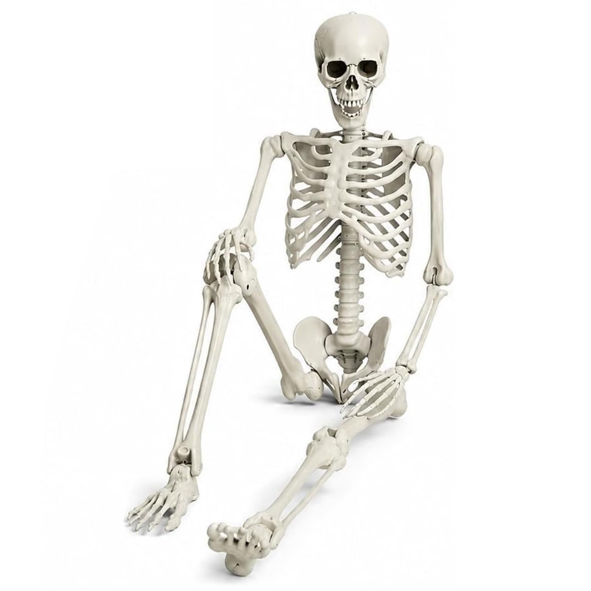 Life Size Full Body Skeleton W5074