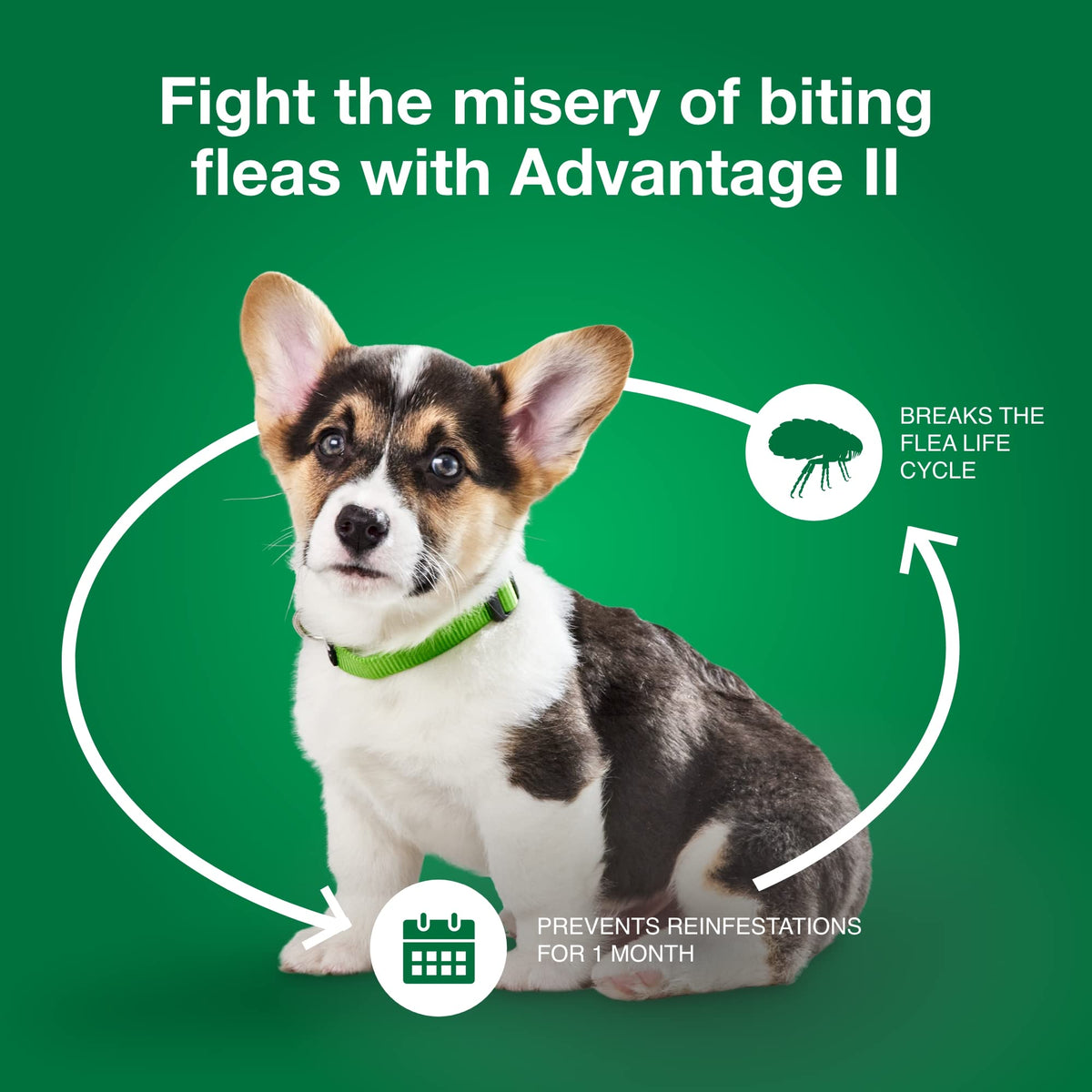 Small Dog Flea Treatment & Prevention 4-Month Supply M916
