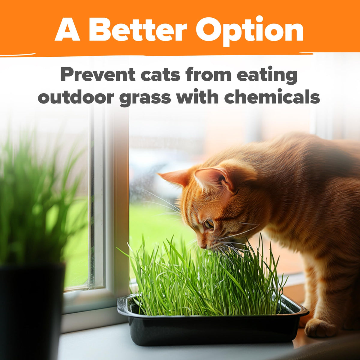 Indoor Cat Grass Refill 3,200+ Seeds G9168