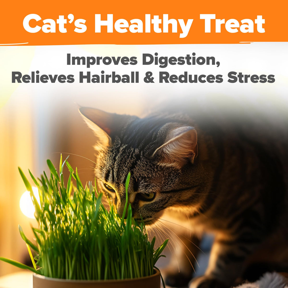 Indoor Cat Grass Refill 3,200+ Seeds G9168