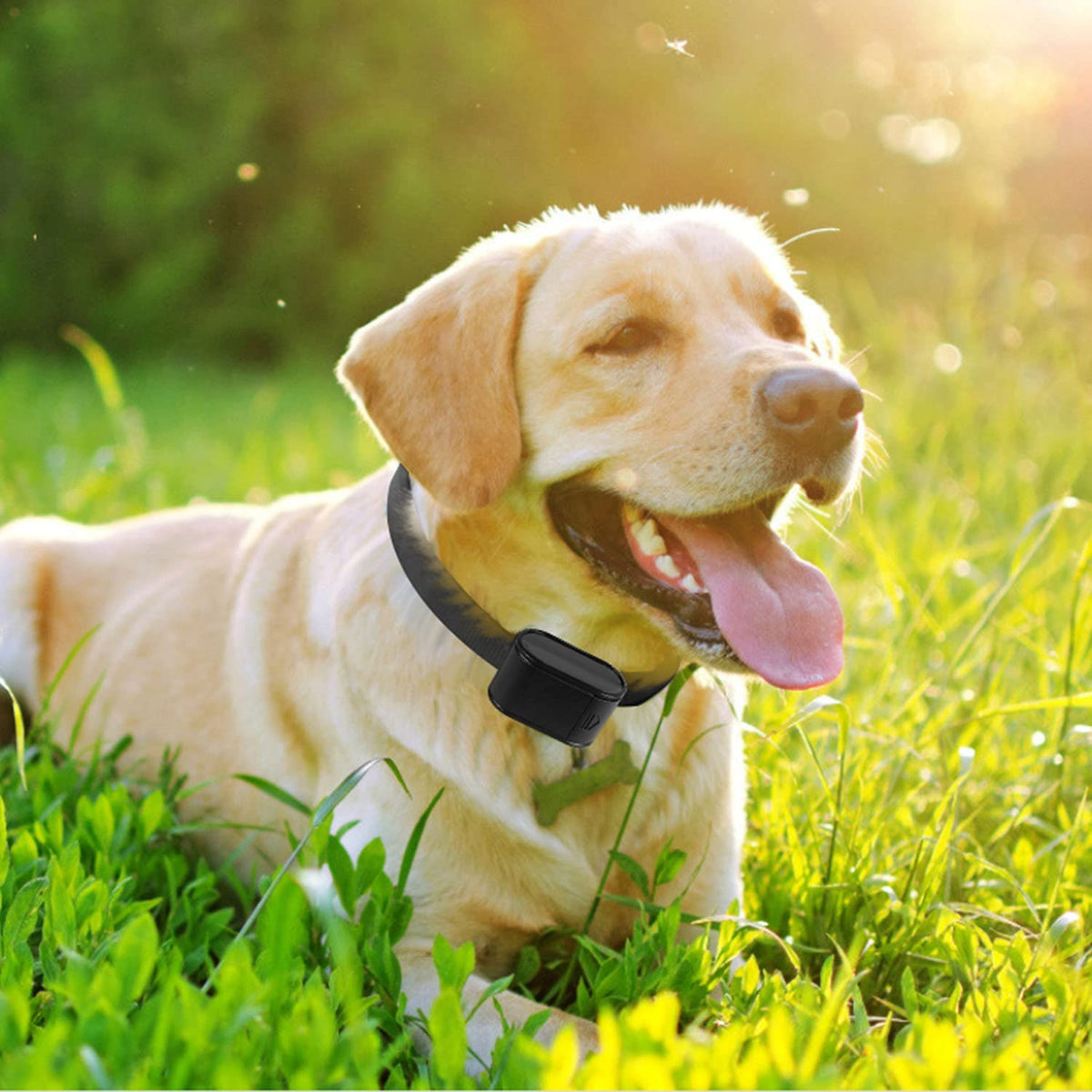 Electric Dog Fence System with 2 Collars V204