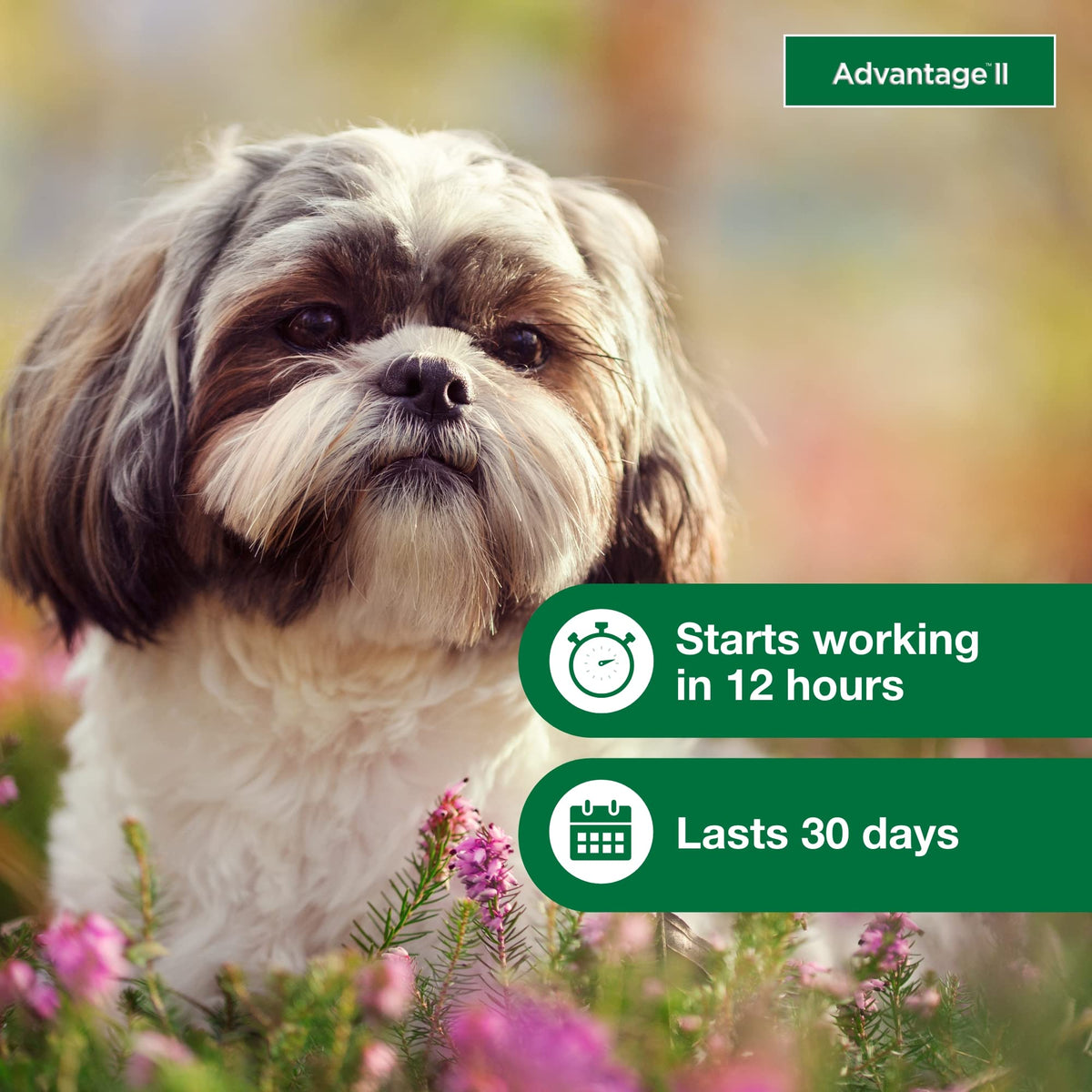 Small Dog Flea Treatment & Prevention 4-Month Supply M916