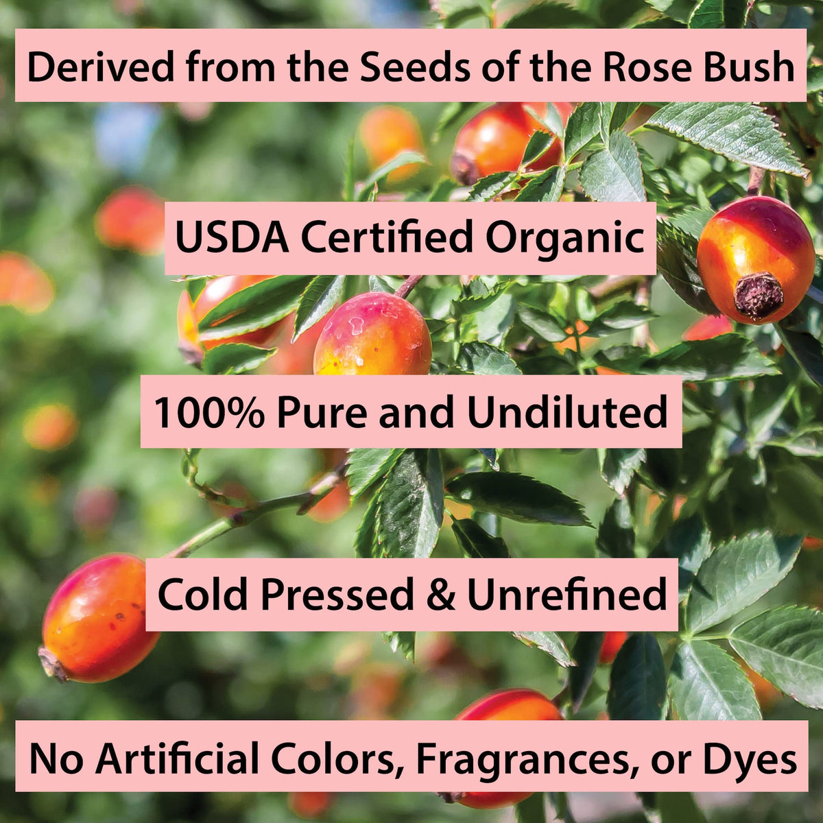 Cold Pressed Rosehip Seed Oil 1 Oz O53032