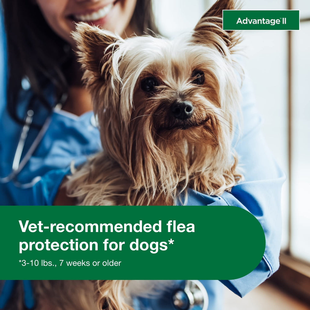 Small Dog Flea Treatment & Prevention 4-Month Supply M916
