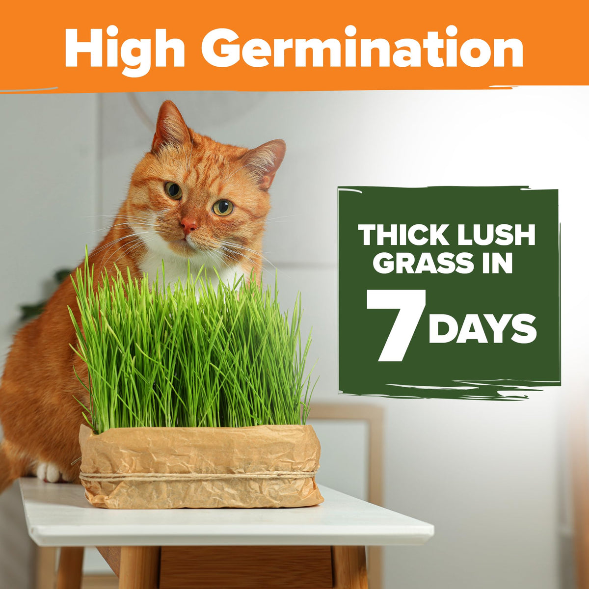 Indoor Cat Grass Refill 3,200+ Seeds G9168
